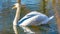 White swan calmly swimming in a lake