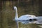 White swan can weigh up to 30lbs