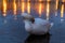 A white swan captured at the edge of a river with reflections of the city in the background and the embankment of the beautiful