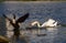 White swan chasing a Canada goose