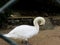 A white swan cleaning itself