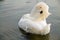 White swan cleans feathers on the river.