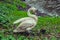 White swan cleans feathers on the shore