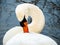 White swan cleans its feathers close up