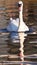 White swan with clear reflection in the water