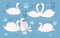 White swan collection on blue background. Singles and swan s pairs with chicks. Hand drawn colorful vector illustration