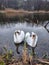 White swan couple in love are swimming on pond in spring. Two waterfowl on water, romantic scene, concept of calm