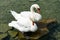 White swan couple with orange bills relaxing on the shores of a lake