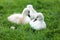 White Swan Cygnets