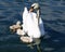 White Swan Cygnets