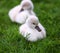 White Swan Cygnets