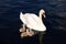 White Swan Cygnets with Mother