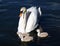 White Swan Cygnets with Mother