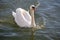 White swan cygnus olor floating on the crystal clear lake