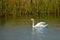 a white swan (Cygnus olor), floating near a thicket of reeds