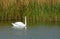 a white swan (Cygnus olor), floating near a thicket of reeds