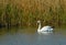 a white swan (Cygnus olor), floating near a thicket of reeds