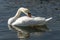 A white swan Cygnus olor on the lake in Goryachiy Klyuch. Krasnodar region.