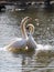 White Swan dance
