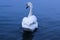 White swan on the Danube