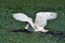 White swan in the Danube Delta