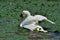 White swan in the Danube Delta