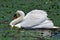 White swan in the Danube Delta