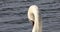 A white swan drinks water close up shot