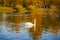 White swan and ducks in city pond, scenic colorful reflections, fall