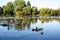 White swan with a family of baby swan signets with reflections in the water of the lake