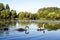 White swan with a family of baby swan signets with reflections in the water of the lake