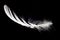 White swan feather isolated