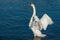 White swan flapping its wings on a river