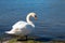 White swan flapping the wings, Moselle river in Germany, water birds, wildlife