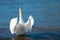 White swan flapping the wings, Moselle river in Germany, water birds, wildlife