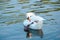 White swan flapping the wings, Moselle river in Germany, water birds, wildlife