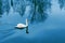 White Swan floating on the lake in the evening, blue water