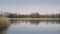 White swan floating on pond surface. Reed and grasses in foreground.