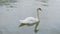 White Swan floating on the water. Slow-mo.