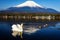 White swan floating on Yamanaka lake with Mount Fuji view, Yamanashi, Japan.