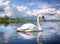 White swan in the foggy lake at the dawn. Morning lights. Romantic background. Beautiful swan. Cygnus. Romance of white