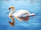 White swan in the foggy lake at the dawn. Morning lights. Romantic background. Beautiful swan. Cygnus. Romance of white