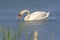 White swan foraging in a blue lake