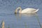 White swan foraging in a blue lake