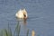 white swan foraging in the lake - cygnus