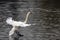 A white swan gliding and landing on water