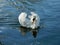 A White Swan gliding on the River Thames in Surrey