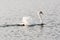 The only white swan in gloomy water. Wildlife Background