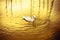 White swan in golden background