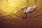 White Swan in golden background